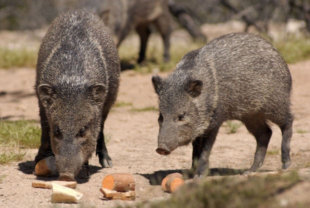 Officials offering reward for information after javelina illegally shot in Tucson